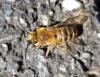 Colletes sp.